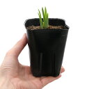 (ビオトープ)水生植物 花菖蒲 藤勝見(フジカツミ)江戸系薄藤色地濃筋入五英半台咲(1ポット)