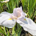 (ビオトープ)水生植物 花菖蒲 春眠(シュンミン)伊勢系薄桃垂咲中輪三英花(1ポット)