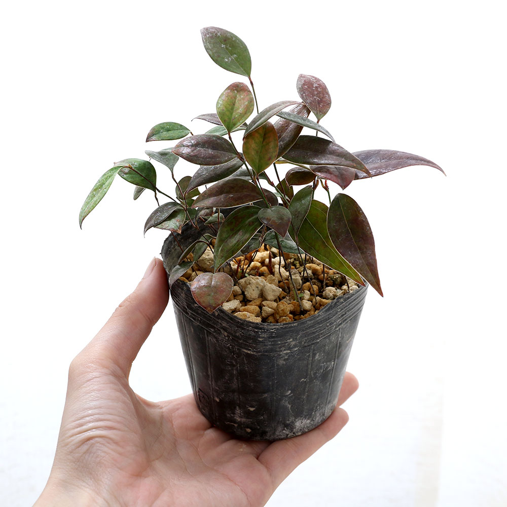 (山野草)柳葉サルトリイバラ(柳葉猿捕茨) 3号(1ポット)(休眠状態)