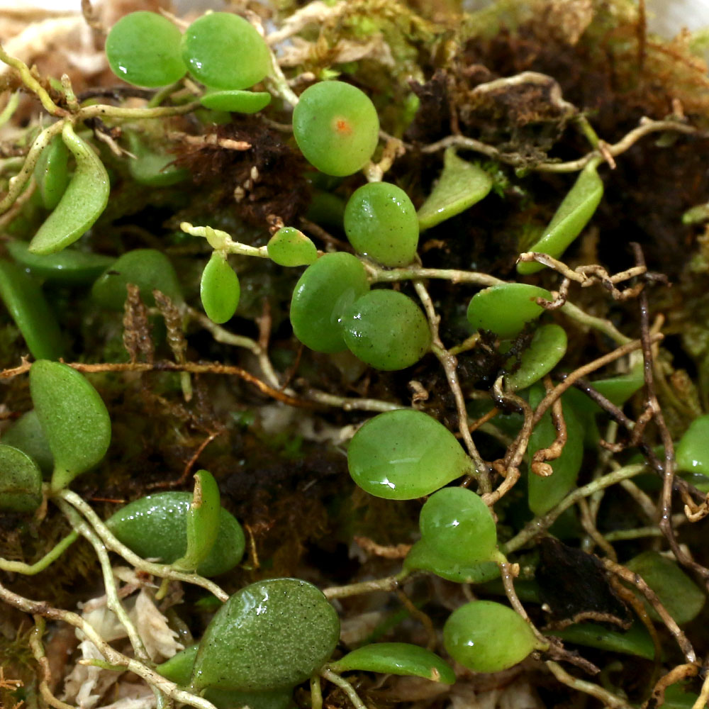 （山野草）マメヅタラン（豆蔦蘭）（半パック）（休眠状態）