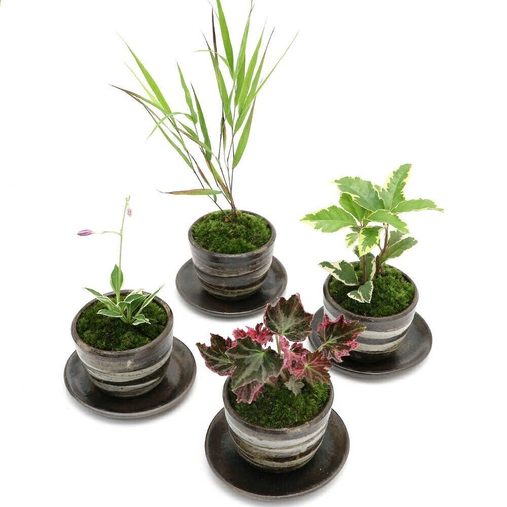 （山野草）苔盆栽　受け皿付き　おまかせ山野草盆栽　穴有益子焼植木鉢（刷毛目）（5鉢）（休眠状態）