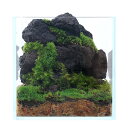 （観葉植物）苔テラリウム　レイアウトキット　～ボルケーノ（溶岩石）～　説明書付