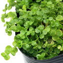 (ビオトープ)水生植物 ラージパールグラス(1ポット) 湿生植物