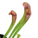 (ビオトープ)水生植物 サラセニア(瓶子草)3号(1ポット)湿性植物