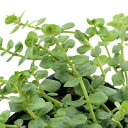 (ビオトープ)水生植物 ロタラ 緑系 品種記載無し(1ポット) 湿生植物