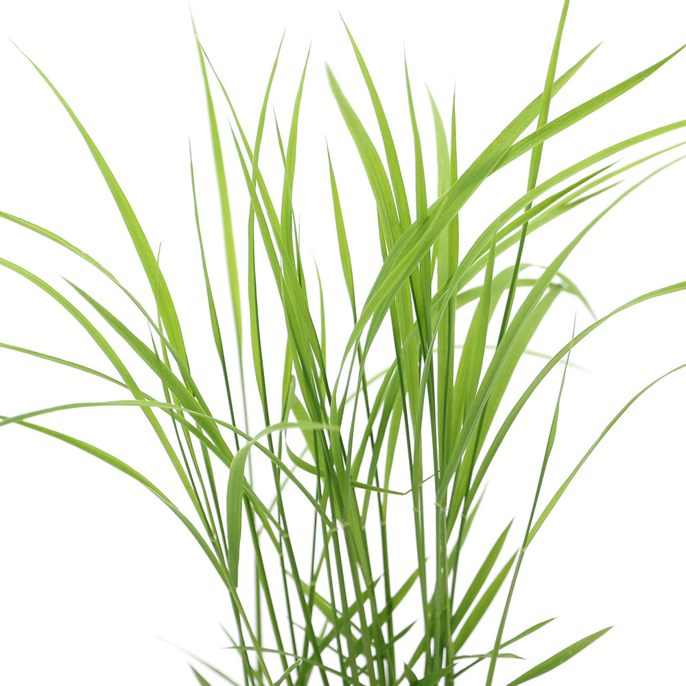 （ビオトープ）水辺植物　お米の苗　古代米　神丹穂（カンニホ）3号（1ポット）観賞用稲　自由研究【HLS_DU】 1