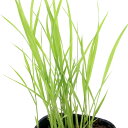 （ビオトープ）水辺植物　お米の苗　古代米　黄色大黒（キイロダイコク）3号（1ポット）観賞用稲　自由研究