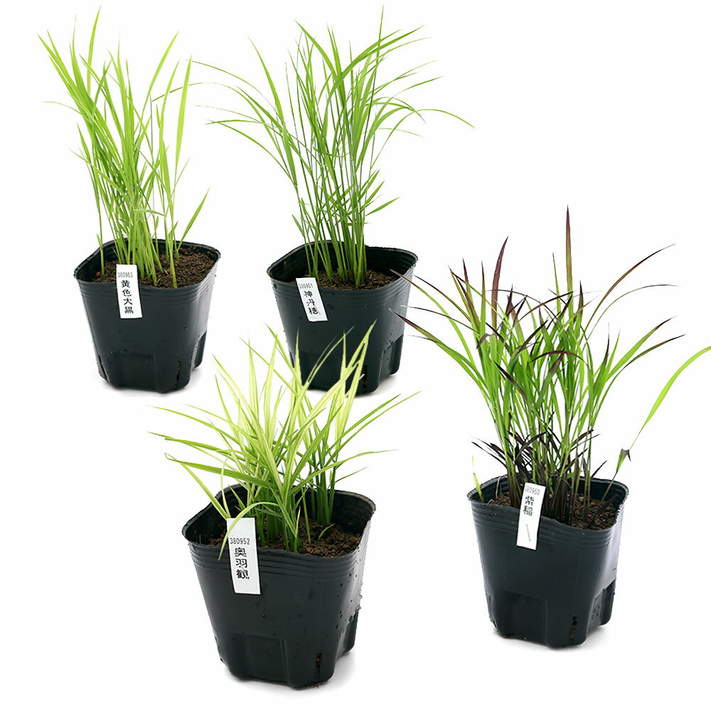 （ビオトープ）水生植物　お米の苗　おまかせ4種セット（各1ポット）