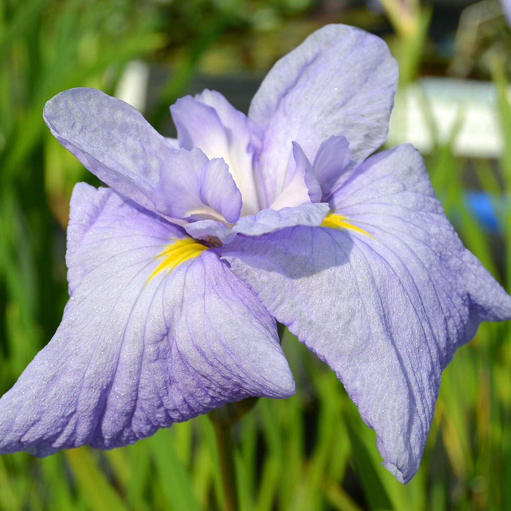 ビオトープ 水辺植物 花菖蒲 藤衣 フジゴロモ 白地紫覆輪三英花 1ポット 