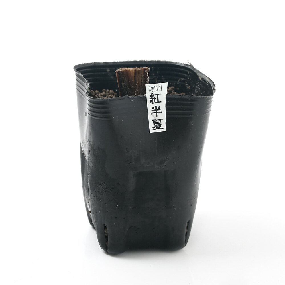 �ʥӥ��ȡ��ס˿�����ʪ���־Գ�����Ⱦ�ơ����ͷϻ翧ϻ�Ѳ֡ʥ٥˥ϥ󥲡ˡ�1�ݥåȡˡʵ�̲���֡�