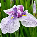 (ビオトープ)水生植物 花菖蒲 江戸錦(エドニシキ)江戸系白地紅紫脈平咲三英花(1ポット)