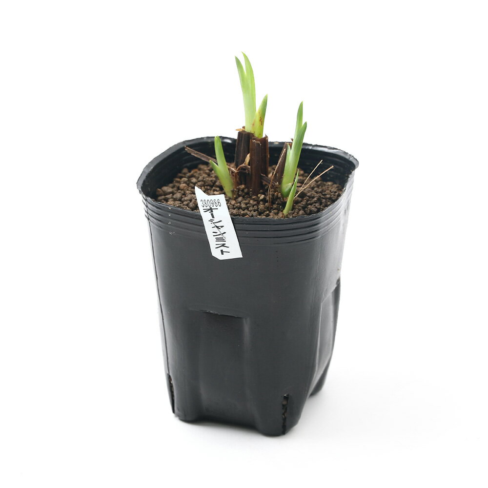 �ʥӥ��ȡ��ס˿�����ʪ���־Գ������������ߥ��ȡ��ƹ��ǻƣ������ܤ���ϻ�Ѳ֡�1�ݥåȡˡʵ�̲���֡�