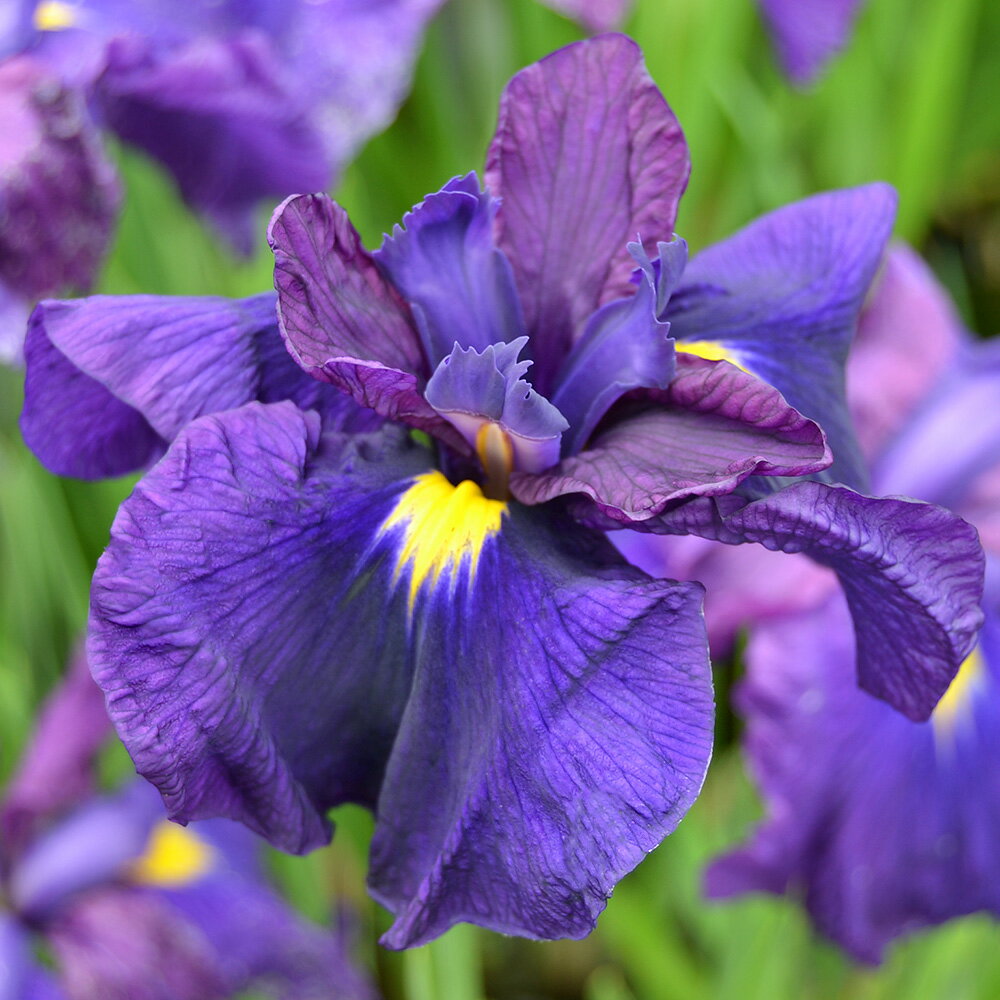 ビオトープ 水辺植物 花菖蒲 黒船 クロフネ 江戸系濃紺色三英花 1ポット 