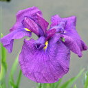 (ビオトープ)水生植物 花菖蒲 峰紫(ミネムラサキ)江戸系濃紫中輪三英花早咲(1ポット)