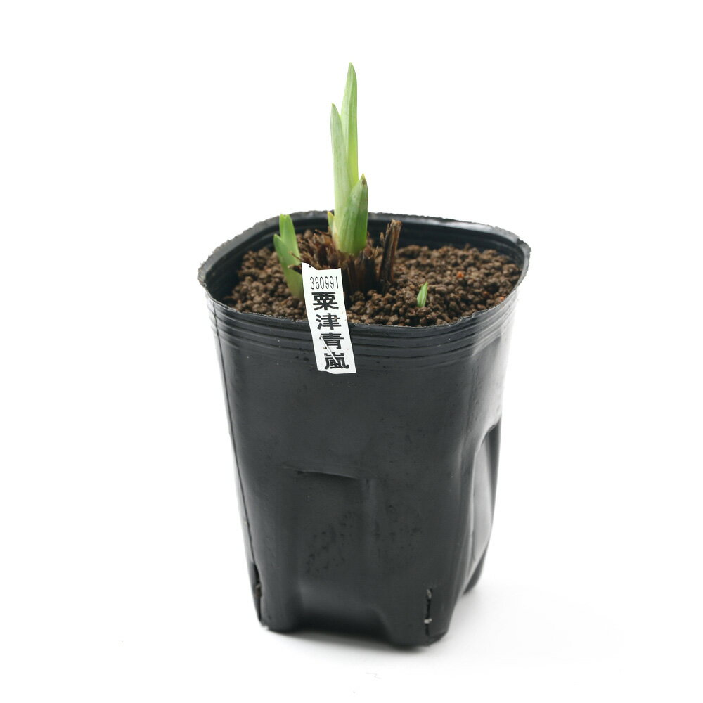 �ʥӥ��ȡ��ס˿�����ʪ���־Գ�����������ʥ��梁�������˰���������ƣ���������ػ��Ѳ֡�1�ݥåȡˡʵ�̲���֡�