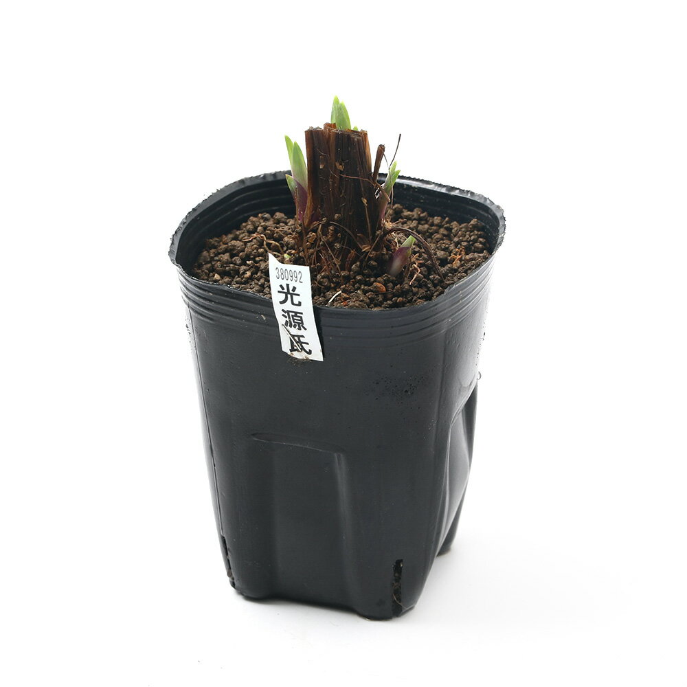 �ʥӥ��ȡ��ס˿�����ʪ���־Գ���������ʥҥ��륲�󥸡������Ⱦ��۵�����ϻ�Ѳ֡�1�ݥåȡˡʵ�̲���֡�