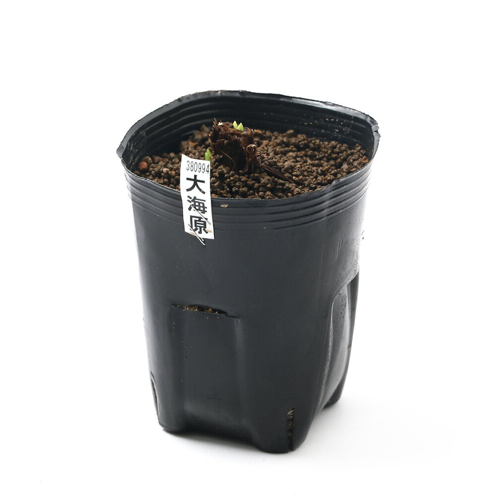 （ビオトープ）水生植物　花菖蒲　大海原（オオウナバラ）肥後系青色桃筋巨大輪六...