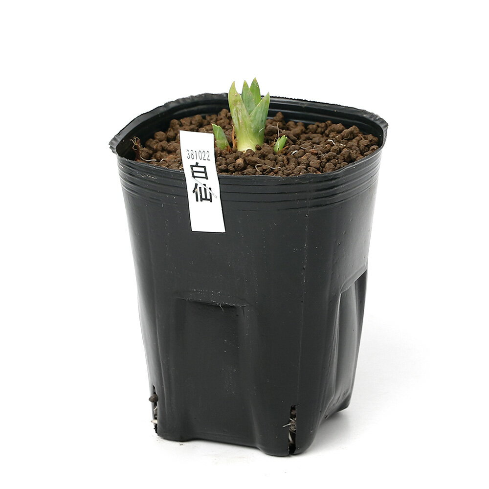 �ʥӥ��ȡ��ס˿�����ʪ���־Գ�������ʥϥ�����˰�������ֻ��ʤ�ػ��Ѳ֡�1�ݥåȡˡʵ�̲���֡�