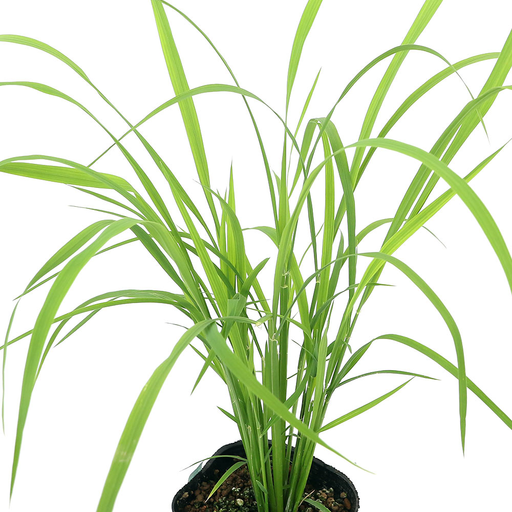 （ビオトープ）水生植物 お米の苗 古代米 西海観246号（サイカイカン）観賞用稲 3号（1ポット）（休眠状態）