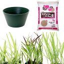 (ビオトープ)イネトープ 稲苗栽培セット おまかせ稲苗3種+睡蓮鉢(グリーン)+固形肥料+用土 観賞用稲 自由研究 本州四国限定