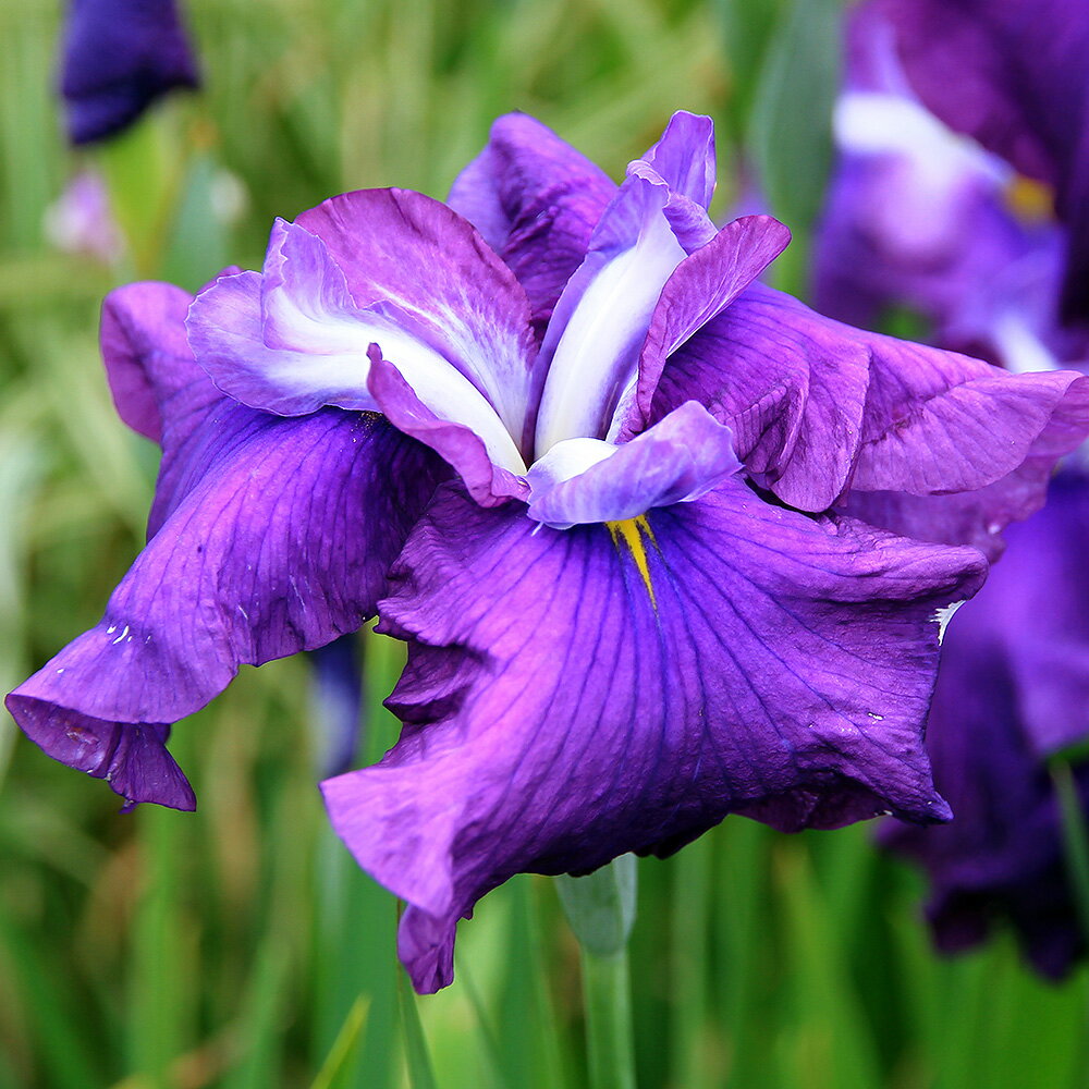 ビオトープ 水辺植物 花菖蒲 新紫式部 シンムラサキシキブ 伊勢系青紫三英花 1ポット 