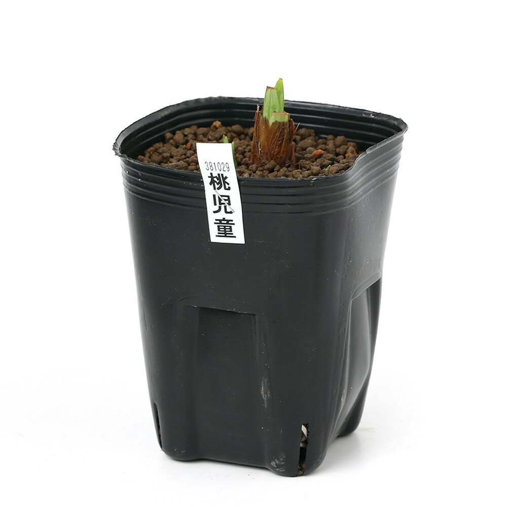 �ʥӥ��ȡ��ס˿�����ʪ���־Գ�������Ƹ�ʥ�⥸�ɥ��˹��ͷ����������Ѳ֡�1�ݥåȡˡʵ�̲���֡�