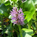 (ビオトープ)水生植物 ポンテデリアsp.桃花(ポンテデリア ピンク)4号(1ポット) 抽水植物