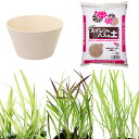 (ビオトープ)イネトープ 稲苗栽培セット おまかせ稲苗3種+睡蓮鉢(ホワイト)+固形肥料+用土 観賞用稲 自由研究 本州四国限定