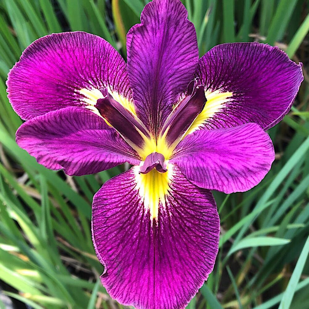 （ビオトープ）水生植物 ルイジアナアイリス バーミリオントレジャー Vermillion Treasure 紫地弁元黄色六英花 3号（1ポット）（休眠状態）