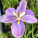 (ビオトープ)水生植物 花菖蒲 花車(ハナグルマ) 江戸系白地弁元藤緋ボカシ平咲六英花(1ポット)
