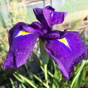 (ビオトープ)水生植物 花菖蒲 金剛山(コンゴウザン) 江戸系濃紫小輪三英花(1ポット)
