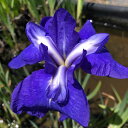 (ビオトープ)水生植物 花菖蒲 三河八橋(ミカワヤツハシ)江戸系濃青中輪三英花(1ポット)