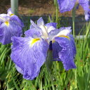 (ビオトープ)水生植物 花菖蒲 垂藍(スイラン)伊勢系澄青垂れ咲三英花(1ポット)