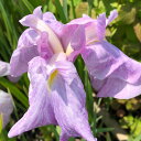 (ビオトープ)水生植物 花菖蒲 津の花(ツノハナ)伊勢系薄紅紫地白砂子垂れ咲三英花(1ポット)