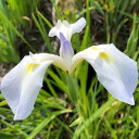 (ビオトープ)水生植物 花菖蒲 爪紅(ツマベニ)長井系古種白地紅差三英花(1ポット)