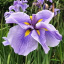 (ビオトープ)水生植物 花菖蒲 青熊半夏(アオクマハンゲ)肥後系中輪平咲六英花(1ポット)
