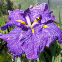 (ビオトープ)水生植物 花菖蒲 元禄(ゲンロク) 肥後系白地青紫砂子大輪六英花(1ポット)