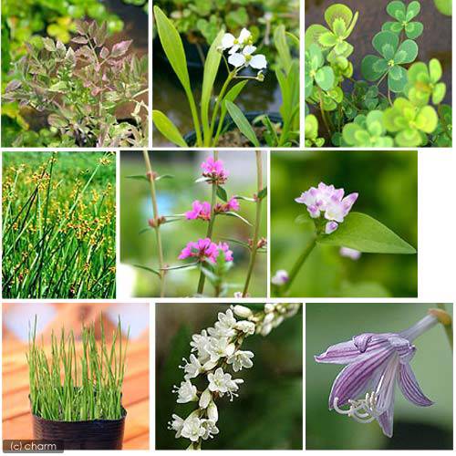 （ビオトープ）水生植物 オススメ ビオ植物（10ポット）メダカ 産卵（休眠状態）