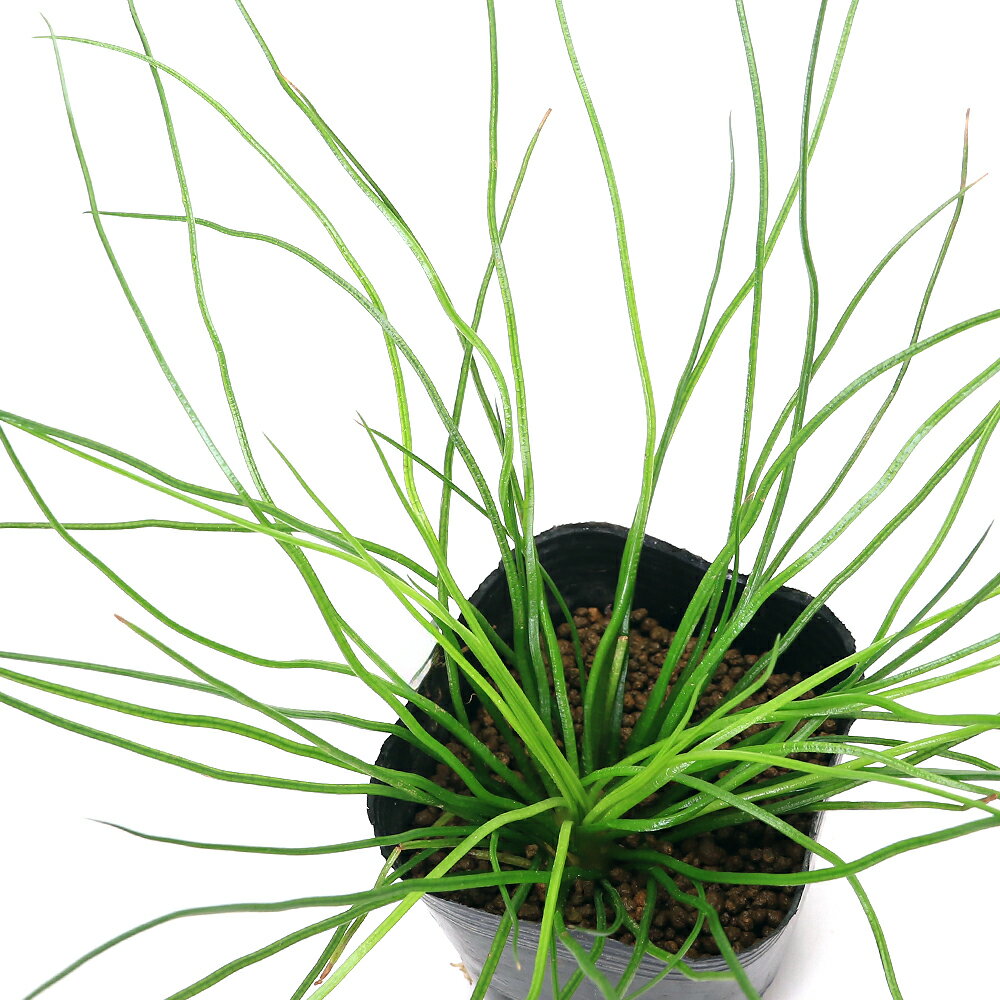 （ビオトープ）水生植物　ミズニラモドキ（1ポット）　抽水植物　日本産水草（休眠状態）