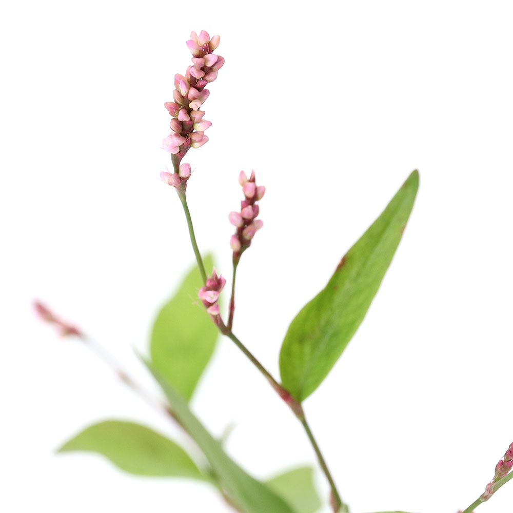 （ビオトープ）水辺植物　イヌタデ（1ポット）　湿性植物　一年草