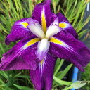 （ビオトープ）水辺植物　花菖蒲　雁の夜空（カリノヨゾラ）肥後系濃葡萄茶色六英花（1ポット）（休眠株）