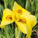 (ビオトープ)水生植物 花菖蒲 堺の黄金(サカイノオウゴン)種間交雑黄色垂れ咲三英花(1ポット)