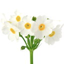 (山野草)クリンソウ(九輪草)白花 ポストフォードホワイト 3号(1ポット)