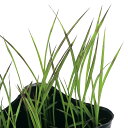 （ビオトープ）水辺植物　お米の苗　古代米　紫黒米　さよむらさき　3号（1ポット）観賞用稲　自由研究　もち米