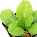 (ビオトープ)水生植物 品種系クリンソウ 朱色クリンソウ(1ポット)湿生植物