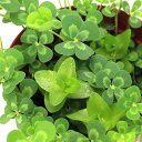 (ビオトープ)水生植物 メダカの鉢にも入れられる水生植物 ムチカとウォーターバコパの寄せ植え(1ポット)(バコパ挿したて)