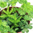 (ビオトープ)水生植物 メダカの鉢にも入れられる水生植物 ムチカとミズトラノオの寄せ植え(1ポット)(ミズトラノオ挿したて)