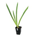 (ビオトープ)水生植物 ルイジアナアイリス ディクシー デブ 黄花六英花(1ポット)