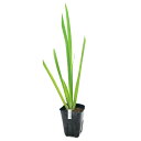 (ビオトープ)水生植物 ルイジアナアイリス フル エクリプス濃紫六英花(1ポット)