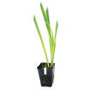 (ビオトープ)水生植物 ルイジアナアイリス キング クレオール青紫六英花(1ポット)
